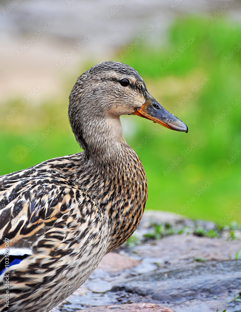 Female mallard portrait, portrait of a duck Female mallard portrait, portrait of a duck