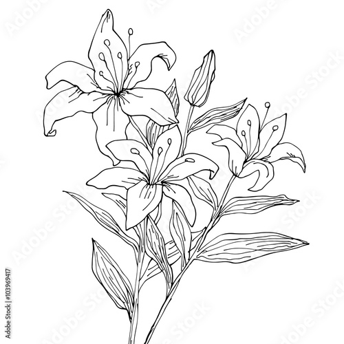 Fototapeta Naklejka Na Ścianę i Meble -  Lily flowers isolated