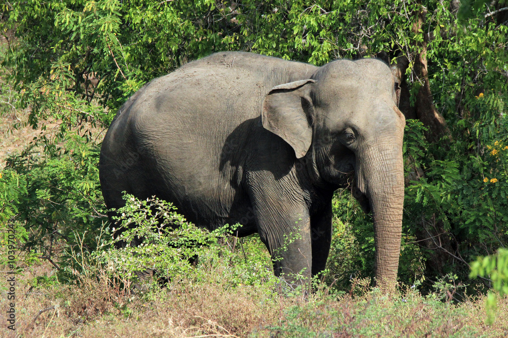 Lankesian Elephant (Elephas Maximus Maximus) in the Bush. Yala National Park, Sri Lanka