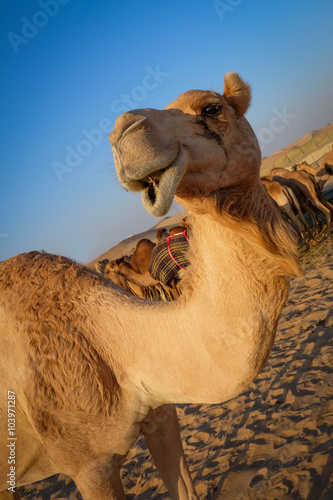 Head of a camel on a background of blue sky..