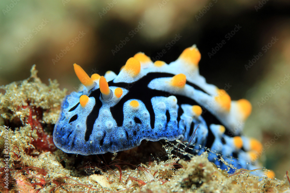 Varicose Wart Slug (Phyllidia Varicosa). Padang Bai, Bali, Indonesia Varicose Wart Slug (Phyllidia Varicosa). Padang Bai, Bali, Indonesia