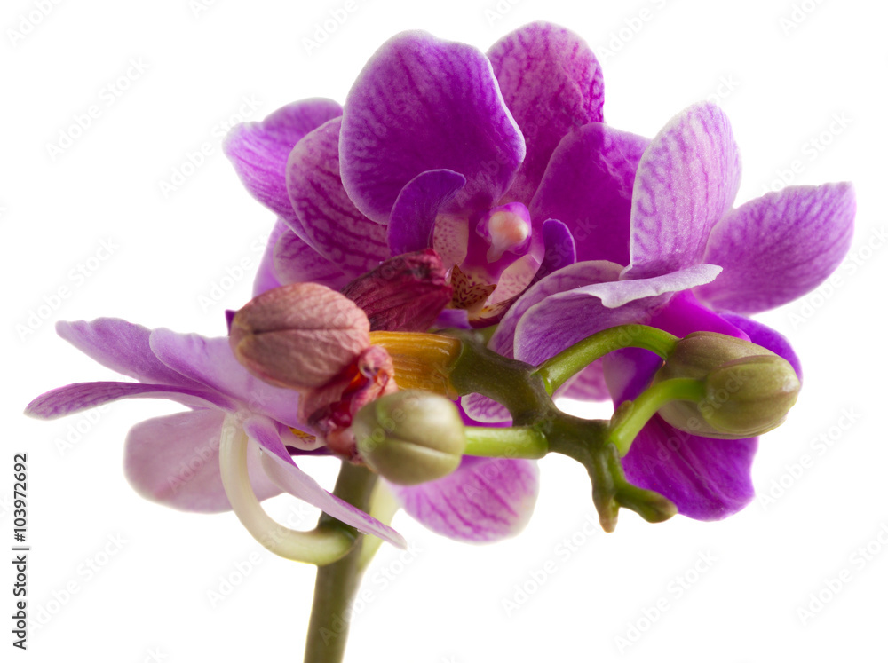 Fototapeta premium Two violet orchids 
