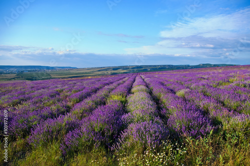 Meadow of lavender