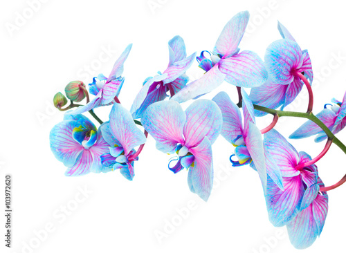 Fototapeta Naklejka Na Ścianę i Meble -  stem of blue orchids