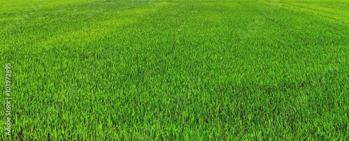 Wallpaper Mural Rice field green Torontodigital.ca