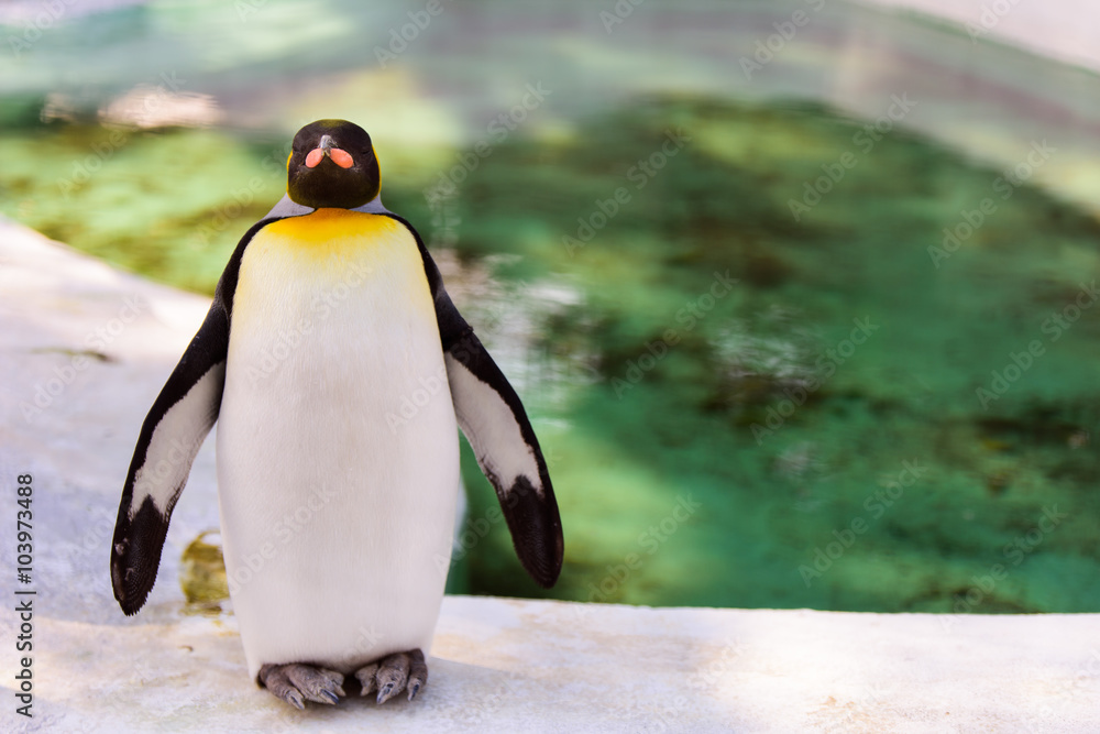Obraz premium ペンギン