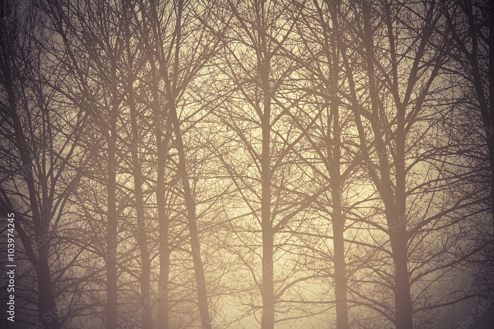 abstract view of misty forest abstract view of misty forest