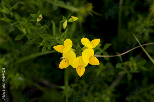 Yellow Floral Closeup and Foliage