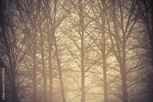 abstract view of misty forest