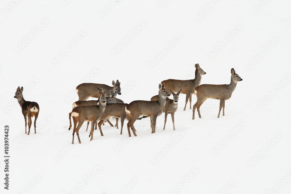 roe deers in a winter day