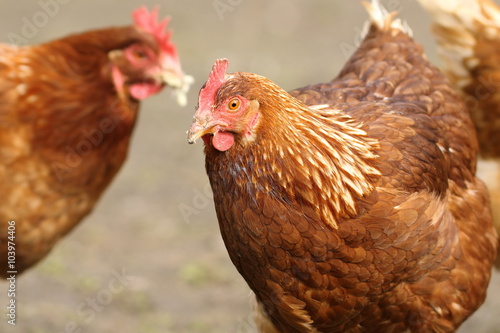 portrait of a brown hen at the farm