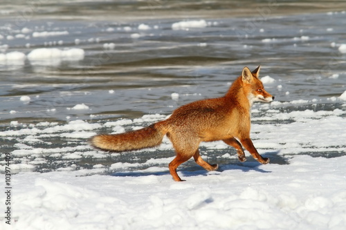 red fox running on ice