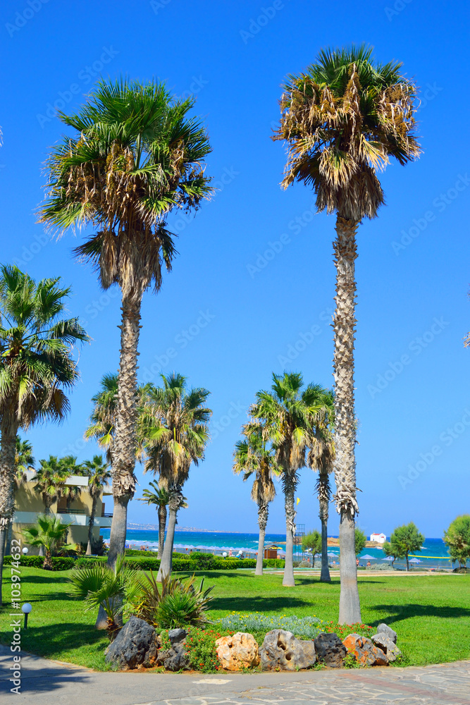 Palm trees, Crete.