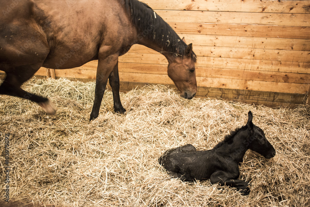Mare and Foal, the mother horse and her hours old baby. - obrazy, fototapety, plakaty 