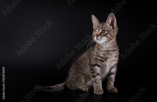  kitten on black background/ kitten on black background