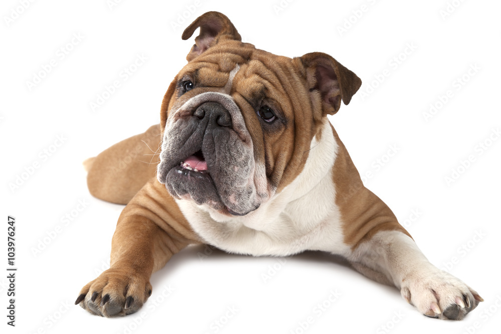 Portrait of purebred English Bulldog on white background