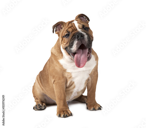 Portrait of purebred English Bulldog isolated on white backgroun