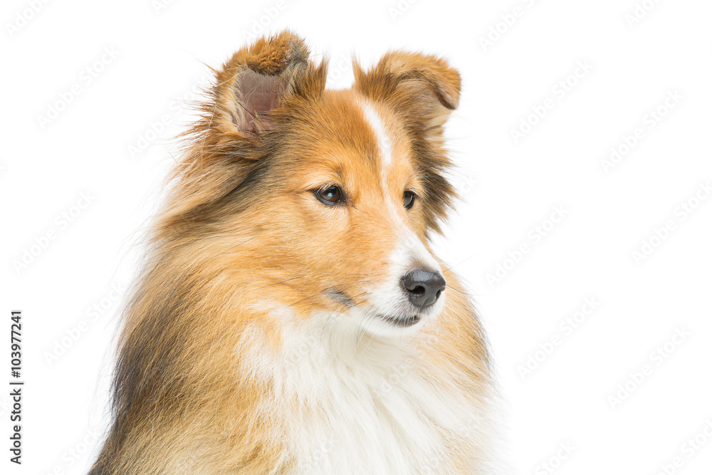 Brown sheltie dog Brown sheltie dog