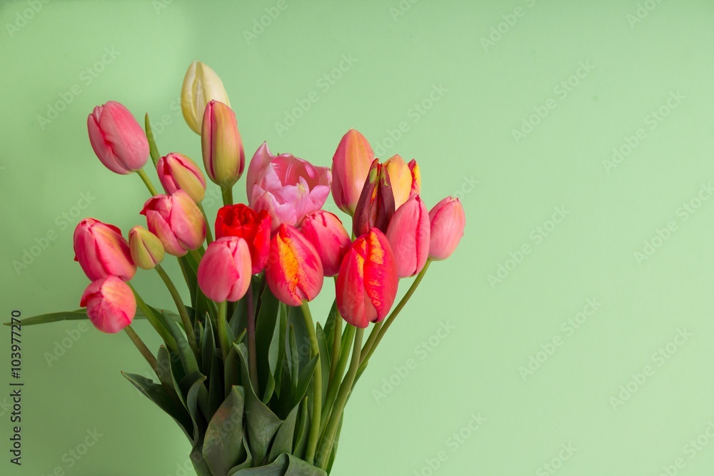 Fototapeta Wiosenne tulipany w tle