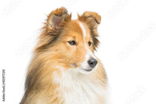 Brown sheltie dog © svetography