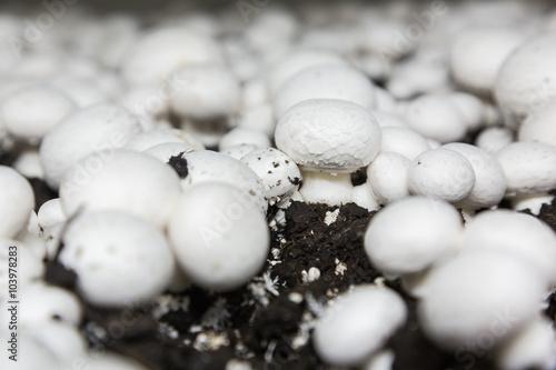 Fresh growing chanpignons on a production photo