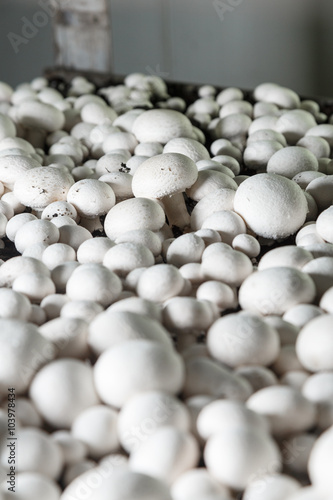 Fresh growing chanpignons on a production photo