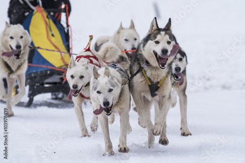 Sled dog