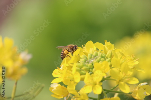菜の花とミツバチ © kxandxa