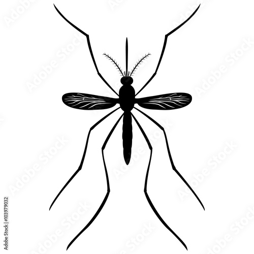 Nature, silhouette Mosquito stilt, top view