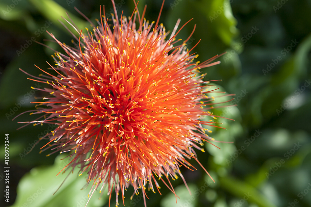 Scadoxus puniceus, commonly known as the paintbrush lily Scadoxus puniceus, commonly known as the paintbrush lily