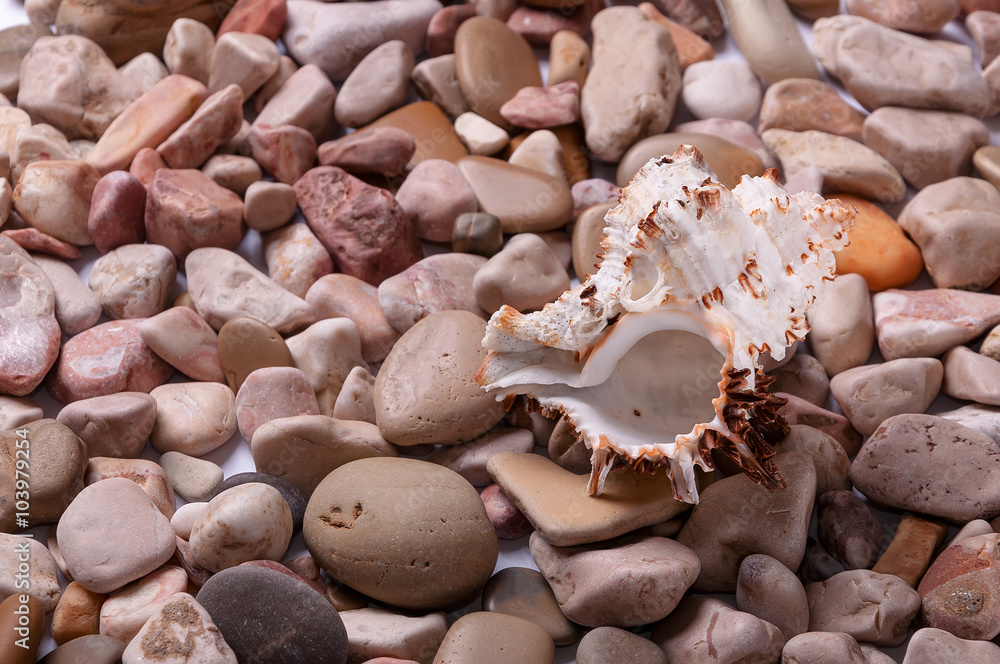 Seashells background - macro shot of beautiful seashells Seashells background - macro shot of beautiful seashells