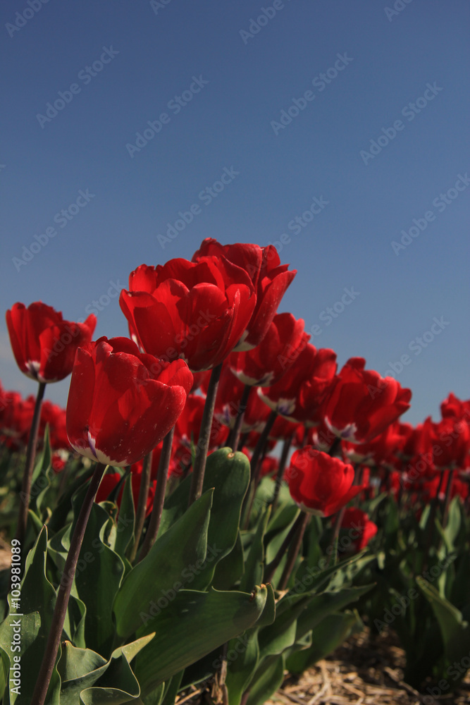 Obraz premium Red tulips on a field