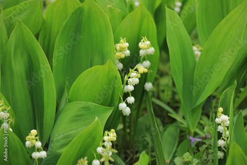 Fototapeta Naklejka Na Ścianę i Meble -  Lily of the valley
