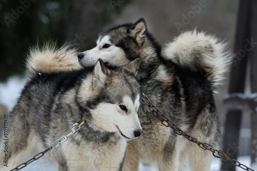 Alaskan malamute playing