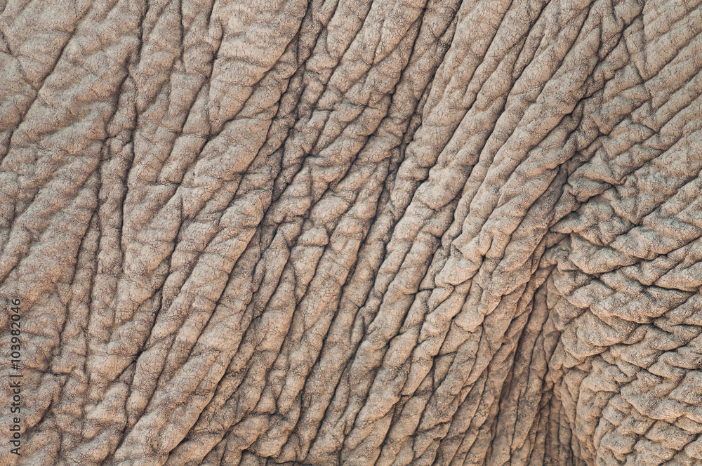 Abstract elephant skin texture background Abstract elephant skin texture background