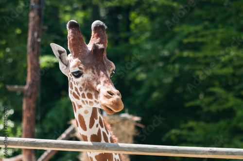 Portrait of a giraffe on the background of green trees