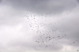 silhouette in the sky flock of birds
