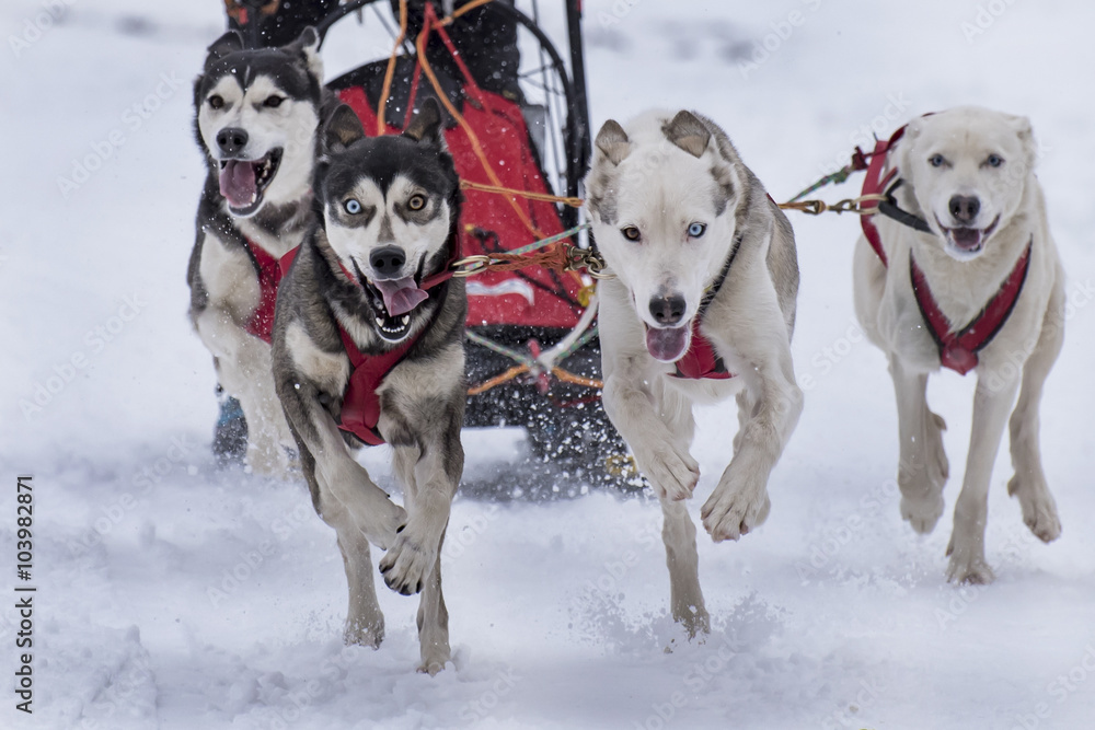 Sled dog