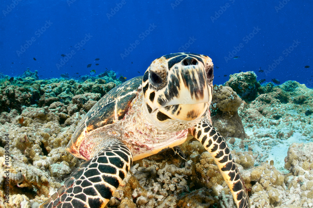 Obraz premium TURTLE CLOSE UP