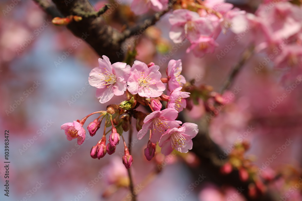 河津桜 河津桜