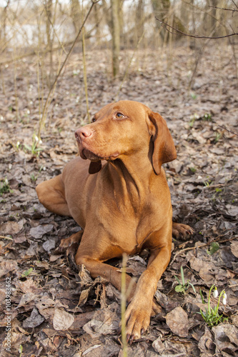 Hungarian Vizsla Lying on Leaves next to Snowdrops