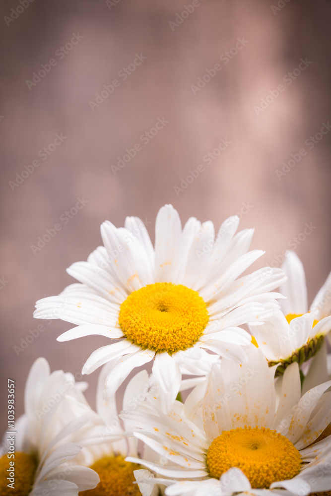 Obraz premium beautiful bouquet of chamomile on vintage wooden table