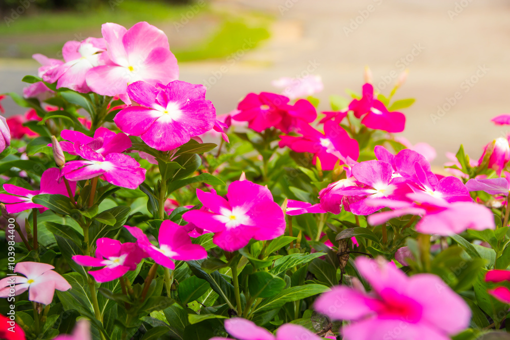 Flower background. Many small flowers grow on soil.