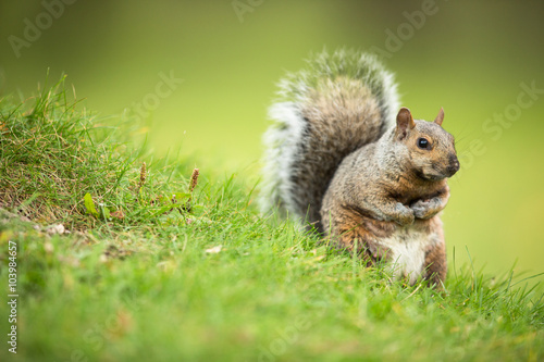 Eastern Grey Squirrel (Sciurus carolinensis) © lightpoet