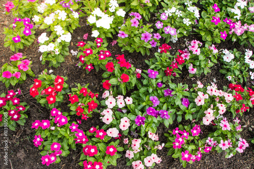 Fototapeta Naklejka Na Ścianę i Meble -  little flowers background