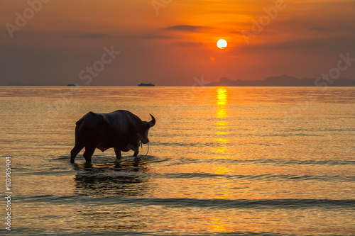 Bull standing in the sea on a background of tropical sunset
