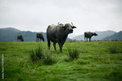 Fototapeta Naklejka Na Ścianę i Meble -  Water buffalos