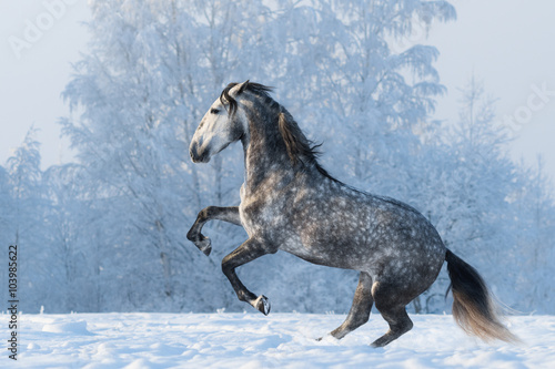 Fototapeta Naklejka Na Ścianę i Meble -  Purebred horse prancing on winter meadow
