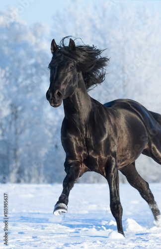 Black purebred stallion running fast gallop