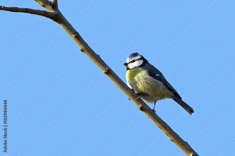 Obraz premium Blaumeise